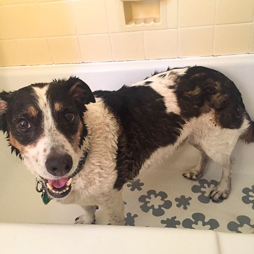 wet black and white dog with brown eyebrows in bathtub