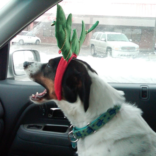black and white dog wearing red and green headband with antlers