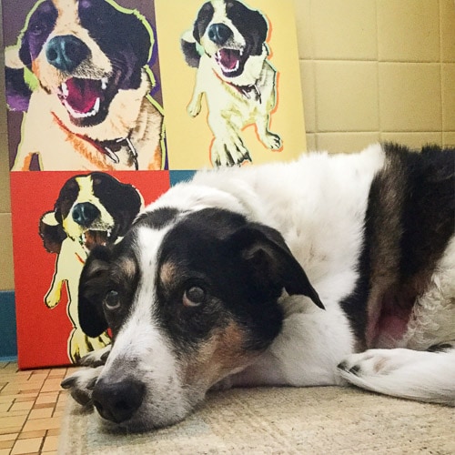 black and white dog lying in front of andy warhol-like painting of dog