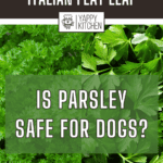 photos of curly parsley and flat leaf parsley with the text "Is Parsley Safe for Dogs?"