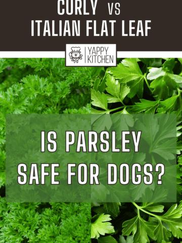photos of curly parsley and flat leaf parsley with the text "Is Parsley Safe for Dogs?"